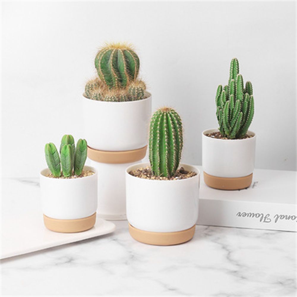 Round Cactus Succulent Plants  - Echeveria Succulent 评论和价格