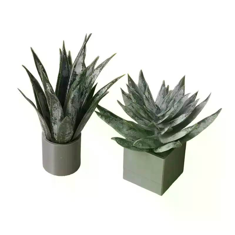 Miniature Aloe Vera Potted Pla - Aloe Vera Pot 评论和价格