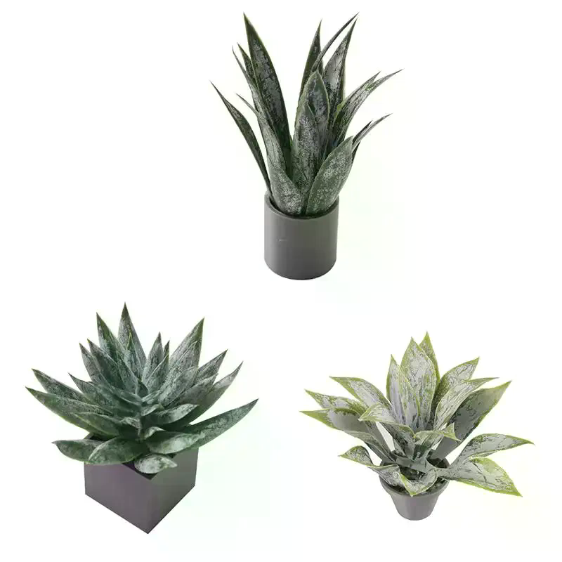 Miniature Aloe Vera Potted Pla - Aloe Vera Pot 评论和价格