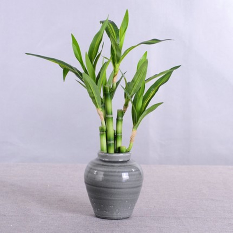 New 40cm rFtificial Lucky Bamb - Echeveria Succulent 评论和价格