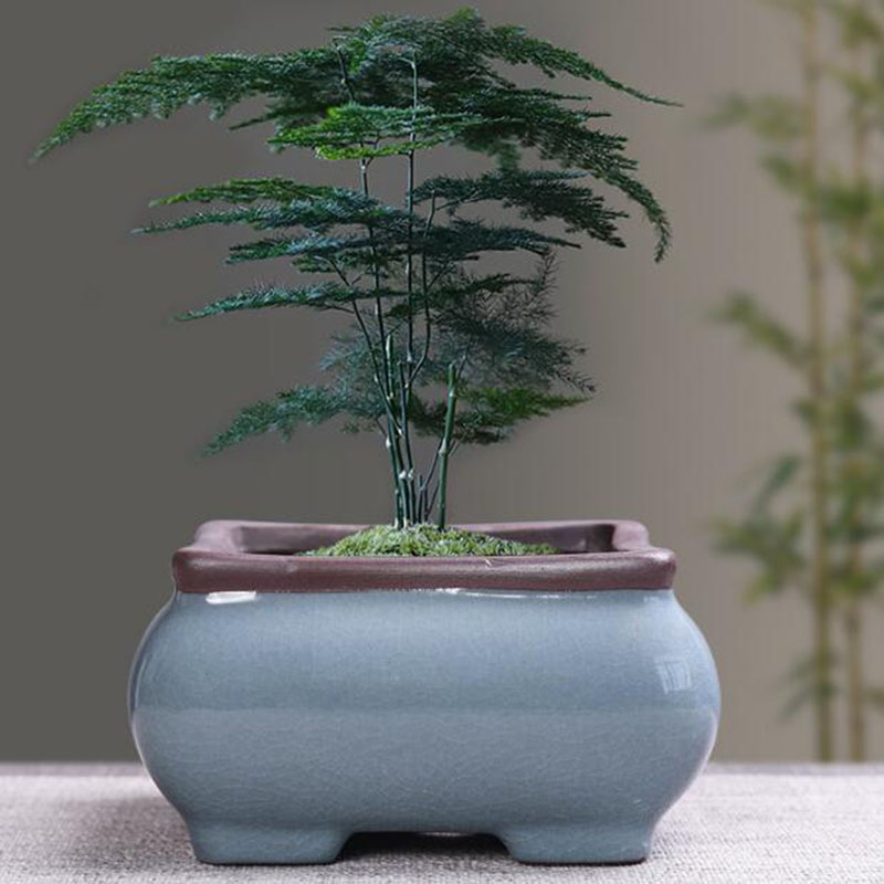 Retro Ceramic Flower Pot Aspar - Echeveria Succulent 评论和价格