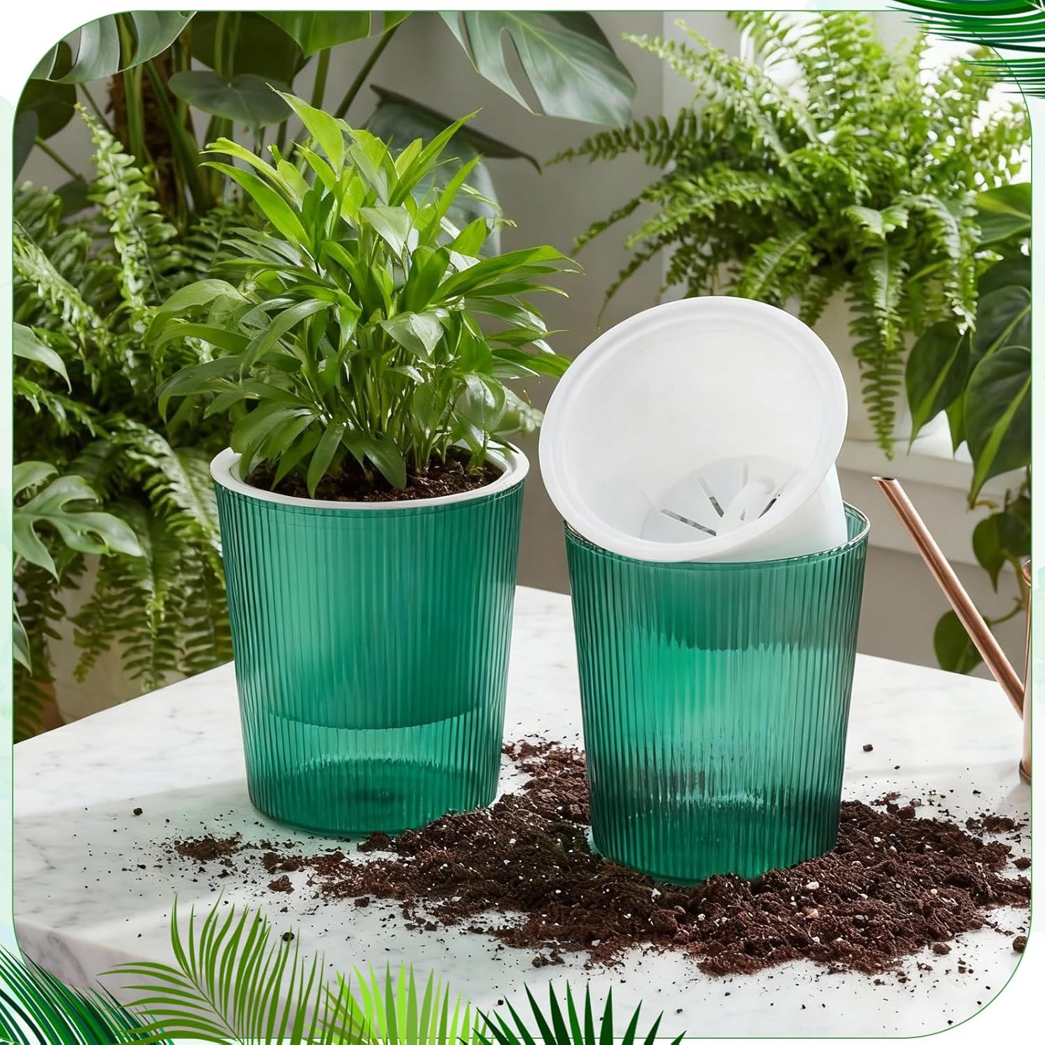 Clear Self Watering Planters P - Aloe Vera Pot 评论和价格