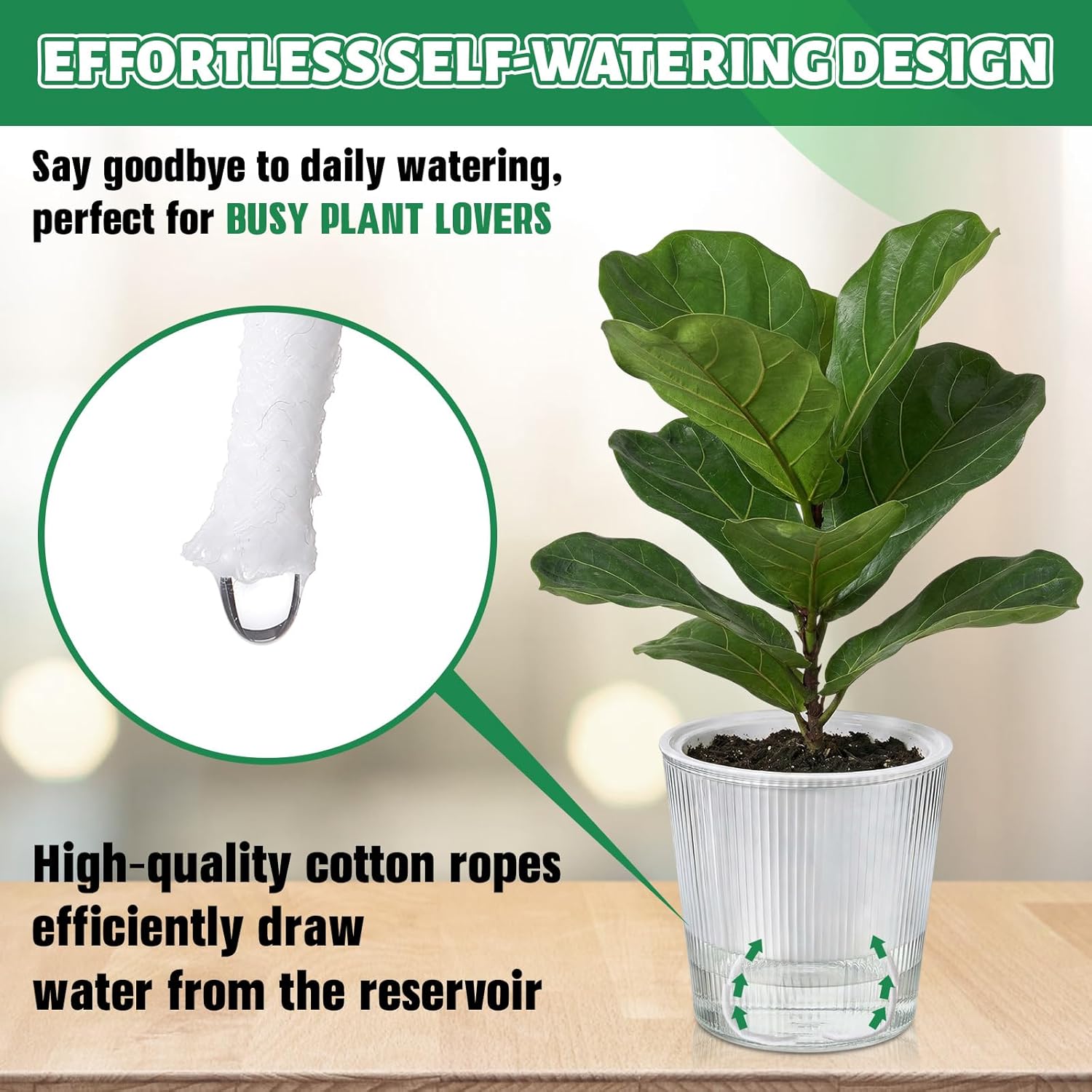 Clear Self Watering Planters P - Aloe Vera Pot 评论和价格