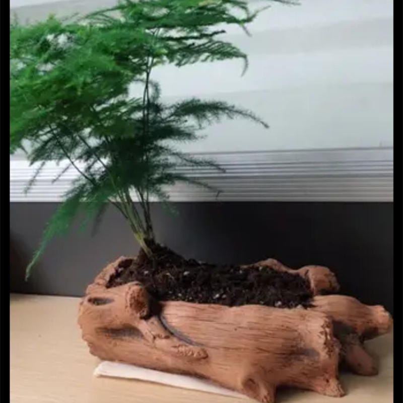 Imitation Wooden Stakes Tree R - Echeveria Succulent 评论和价格