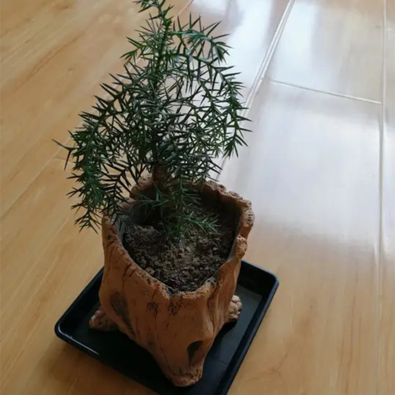 Imitation Wooden Stakes Tree R - Echeveria Succulent 评论和价格