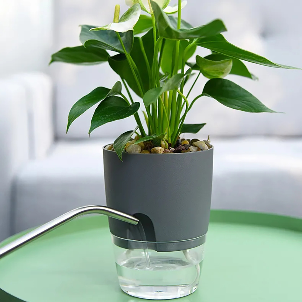 Transparent Double Layer Plast - Aloe Vera Pot 评论和价格