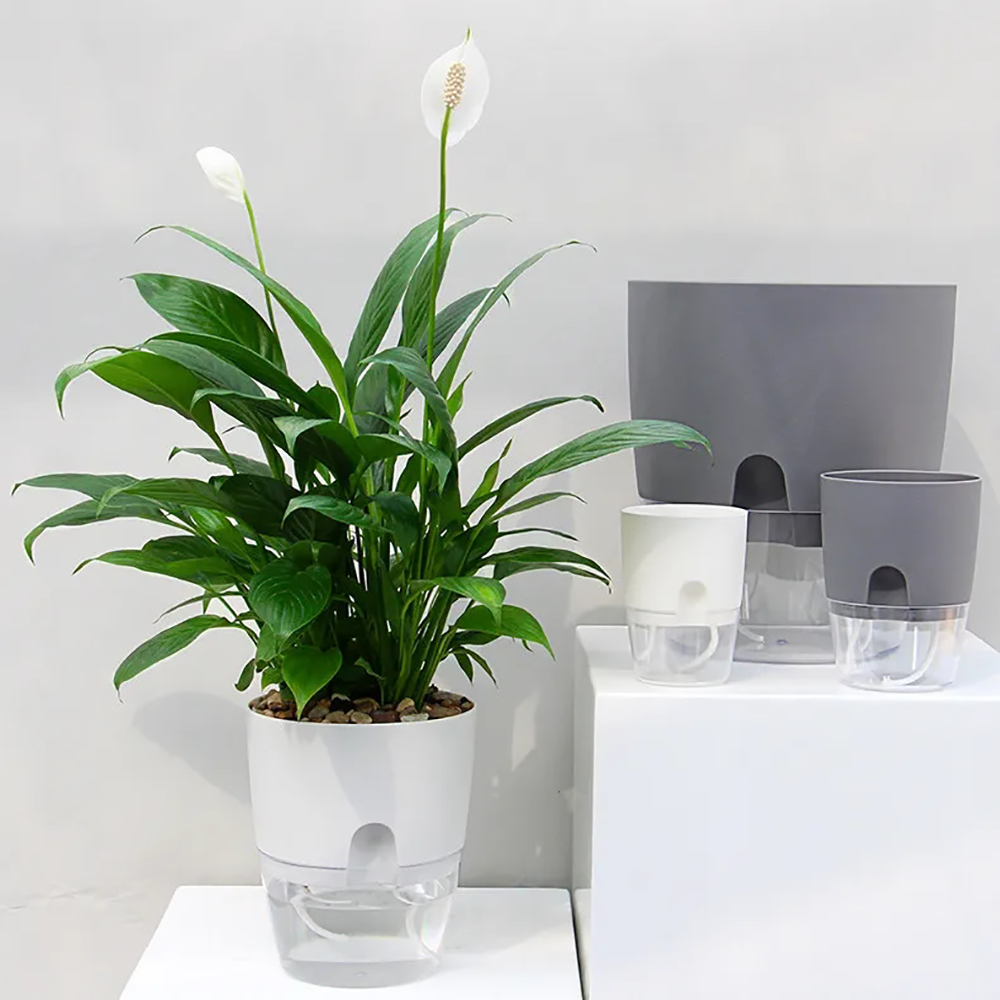 Transparent Double Layer Plast - Aloe Vera Pot 评论和价格